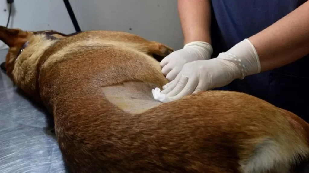 perro en malas condiciones