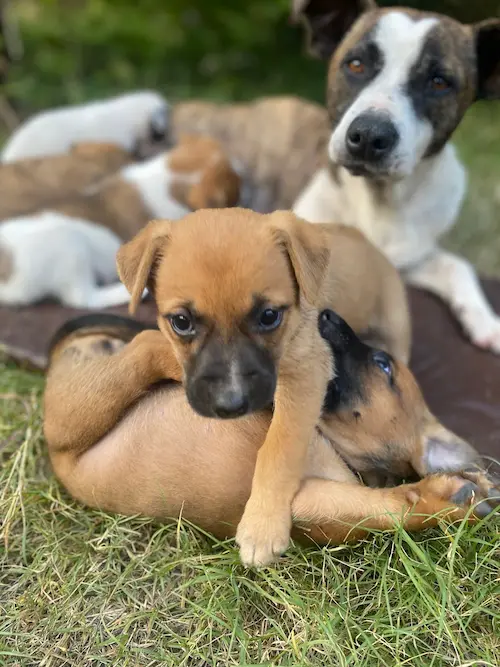 imagen madre cn sus cachorros