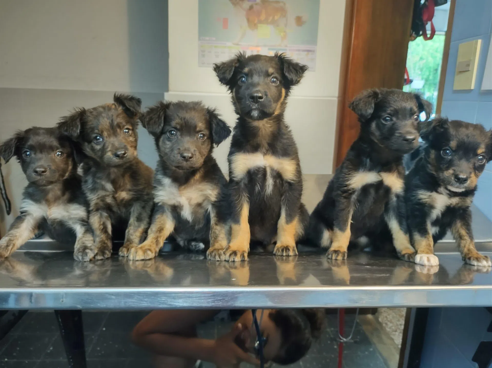 manada de perritos peludos