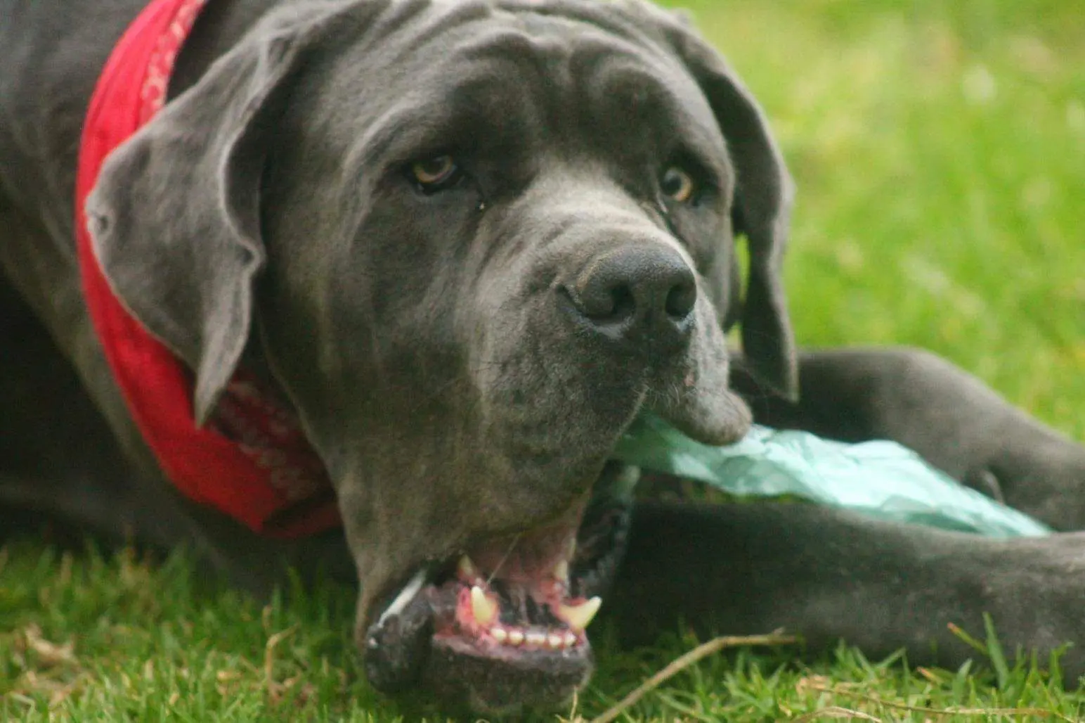 imagen de una perra masticando una botella