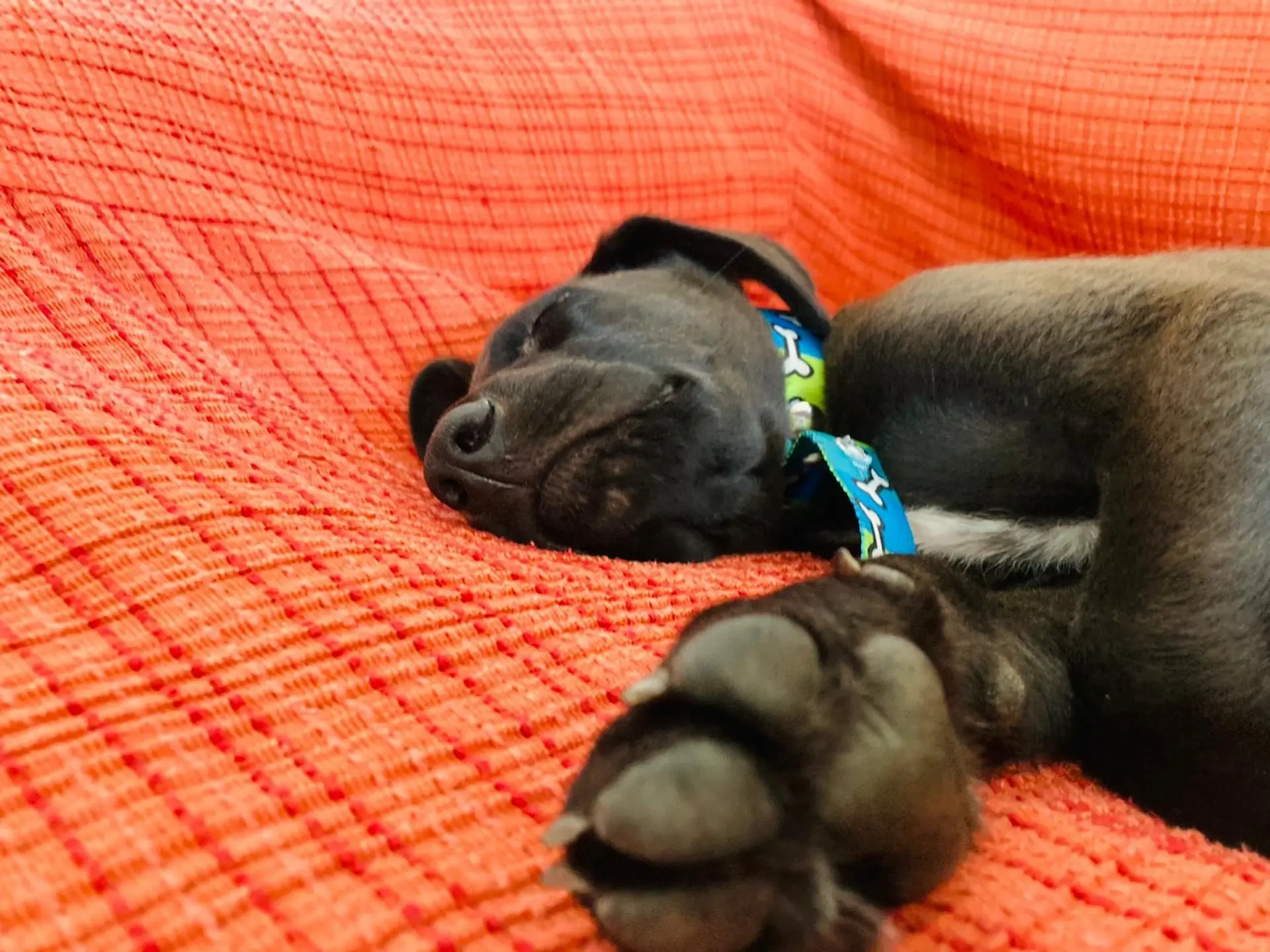 imagen de un perrito negro durmiendo