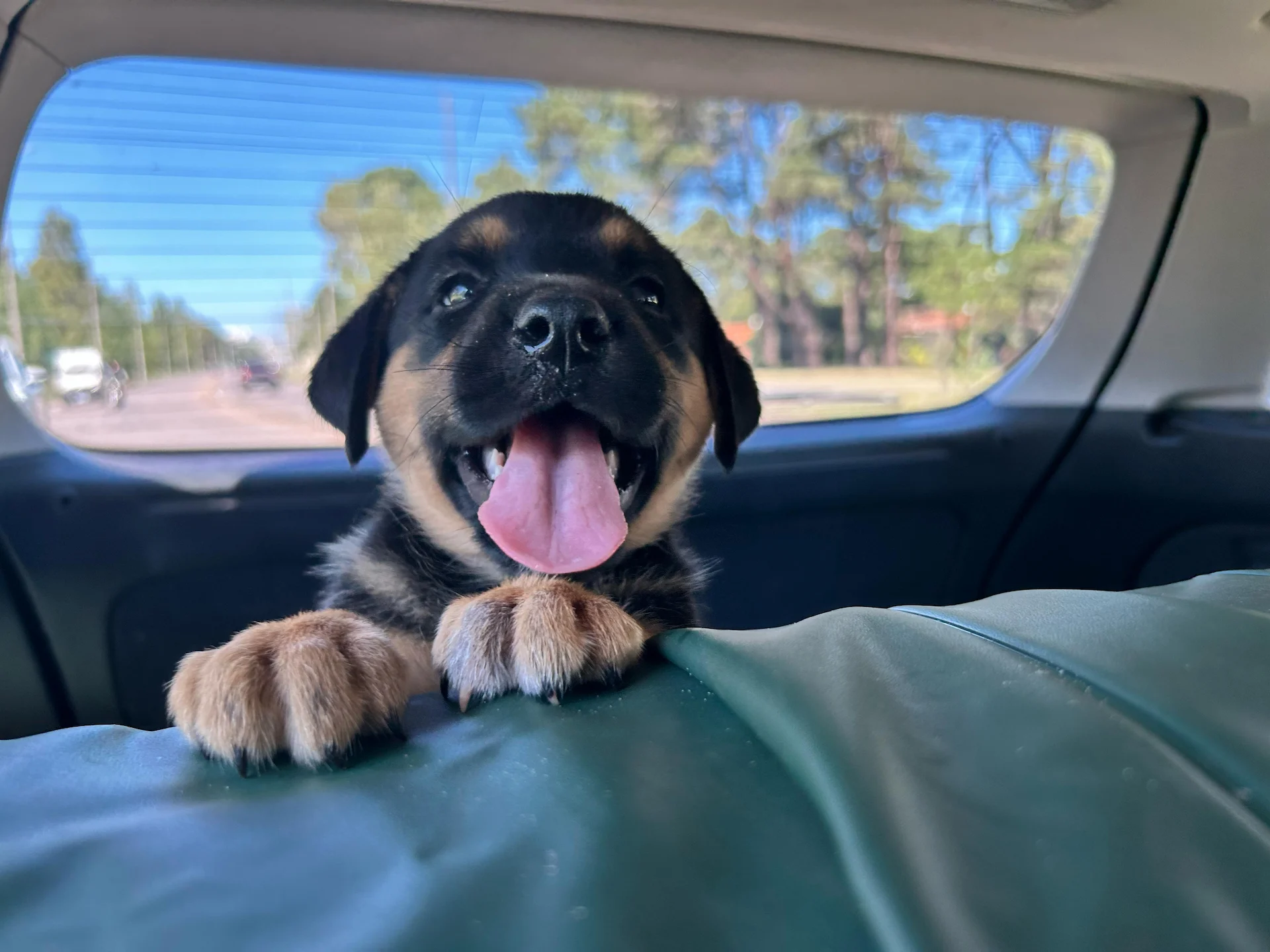 perrito apollado en respaldo de auto