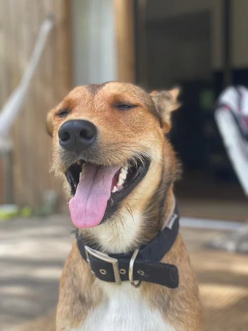 imagen perro amarillo feliz