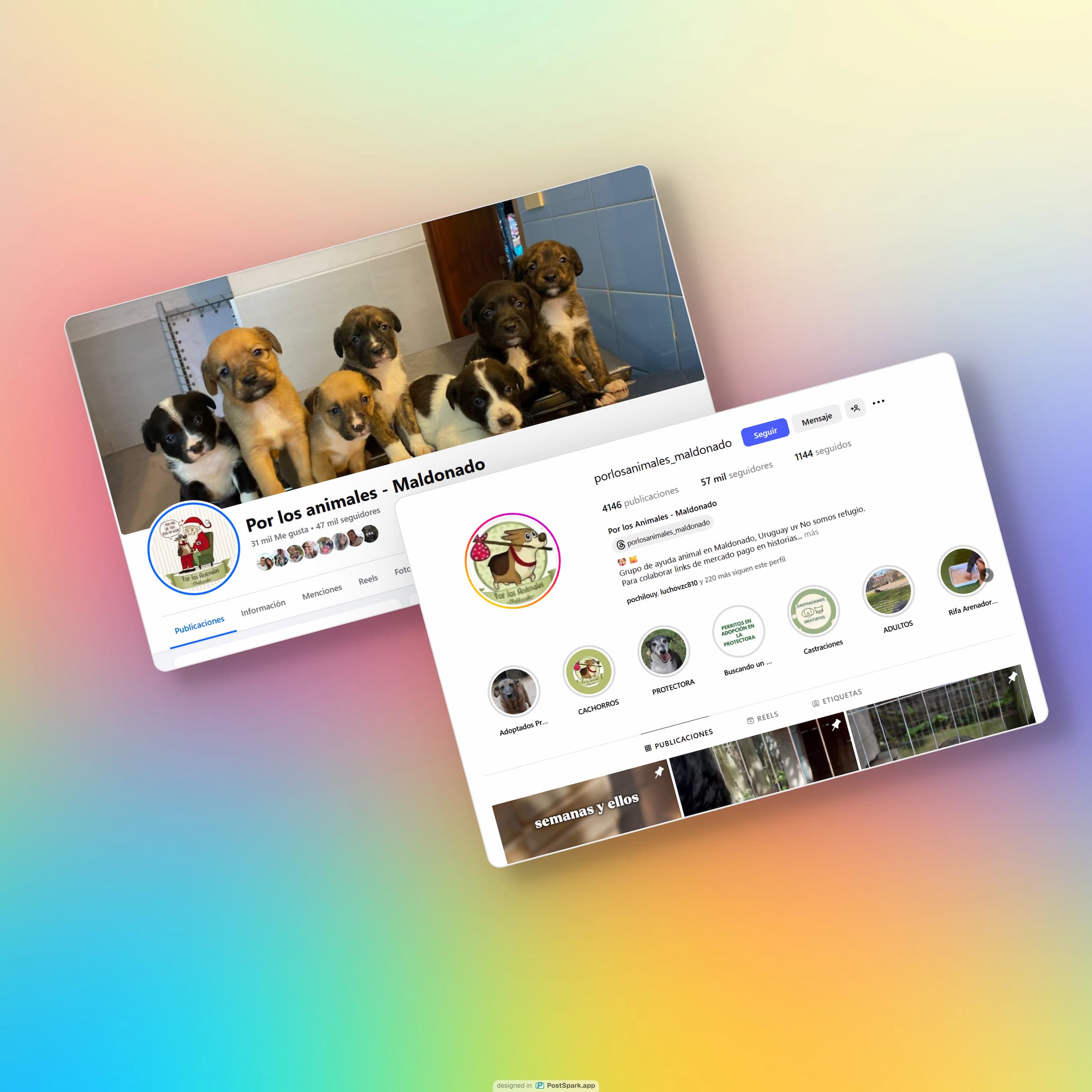 perro en malas condiciones